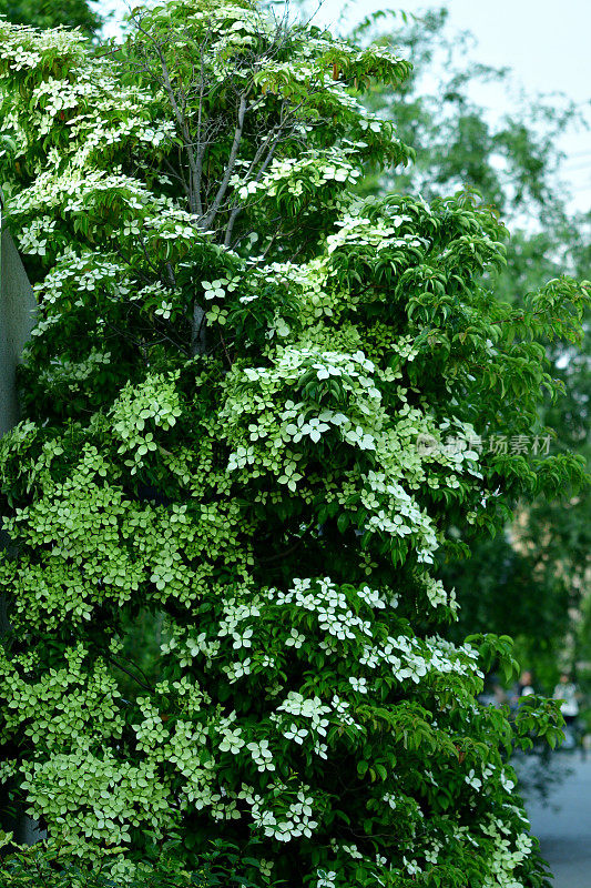 山茱萸/日本山茱萸:美丽的开花植物